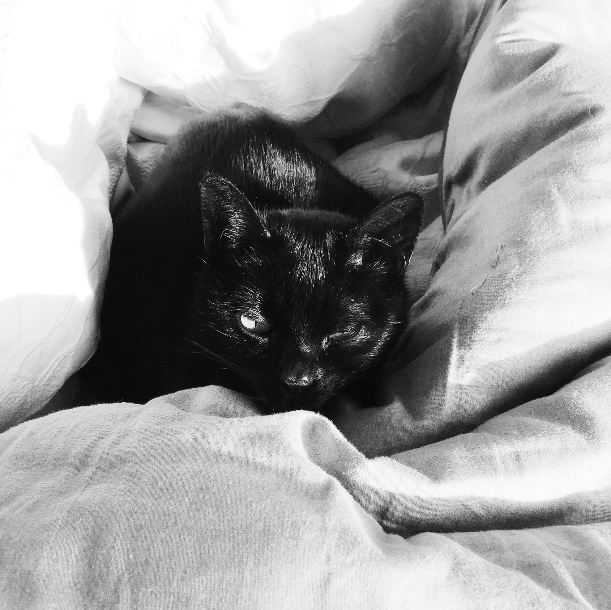 I love this photo of Sascha. She looks snug and content bathing in the sunshine. She really does hate the vacuum.